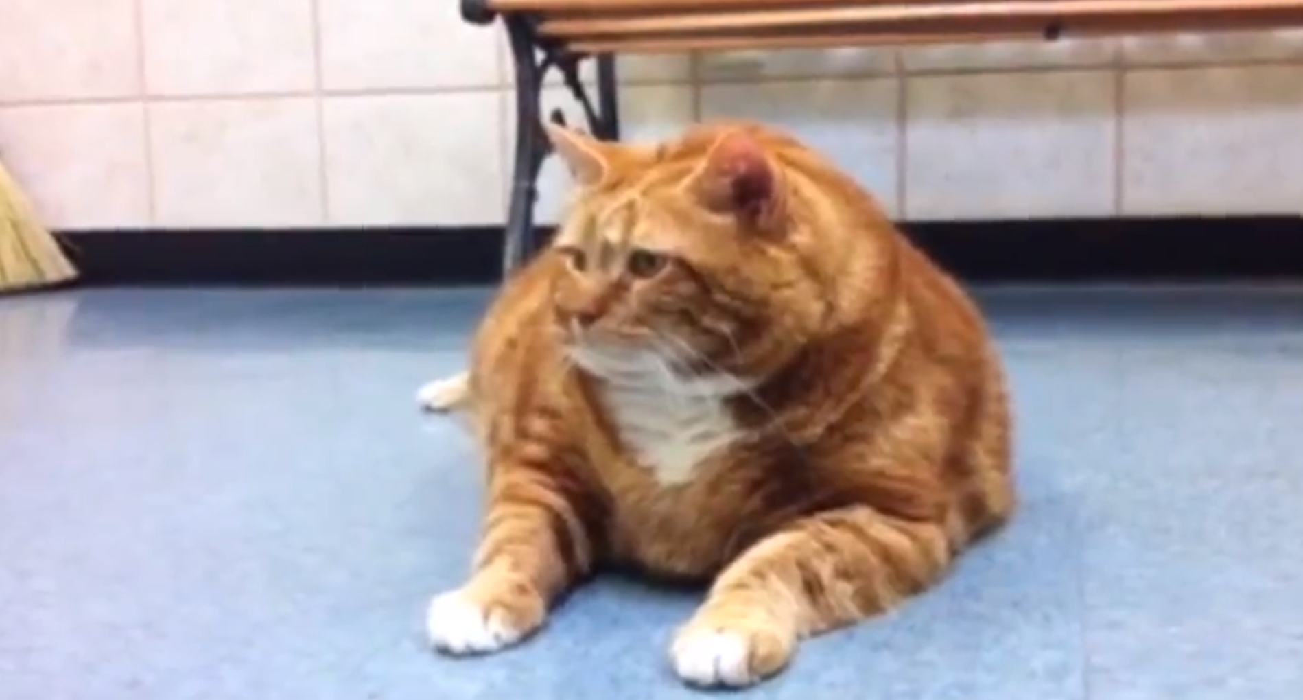skinny the cat, Nytt, Hem
